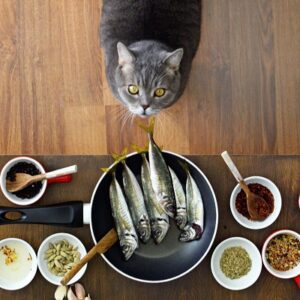 غذاهای خانگی برای گربه