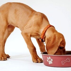 غذاهای خانگی برای سگ