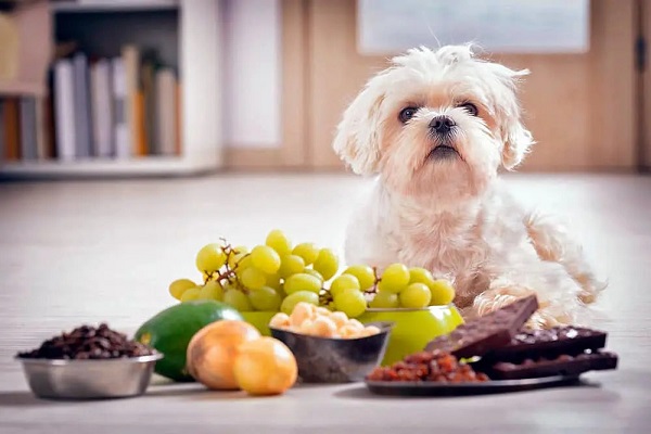 غذای ممنوعه برای سگ