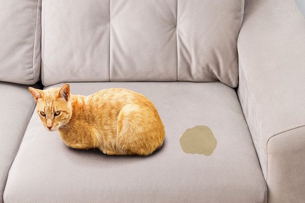 چرا مدفوع گربه شل میشه