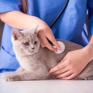 غذای گربه باردار