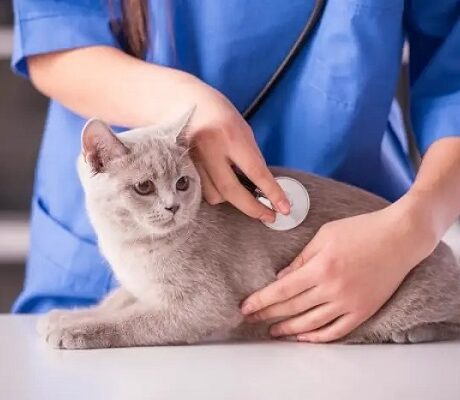 غذای گربه باردار
