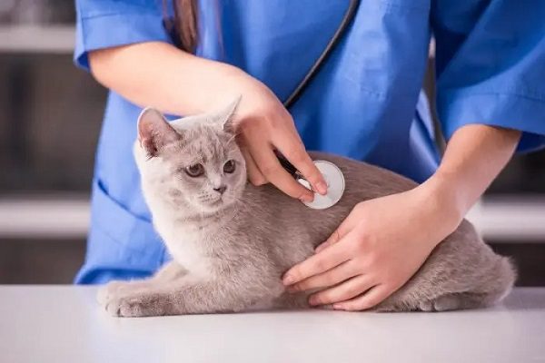 غذای گربه باردار