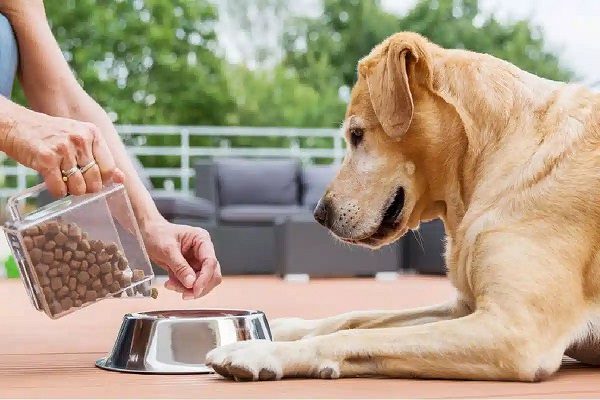 تغذیه برای سگ باردار