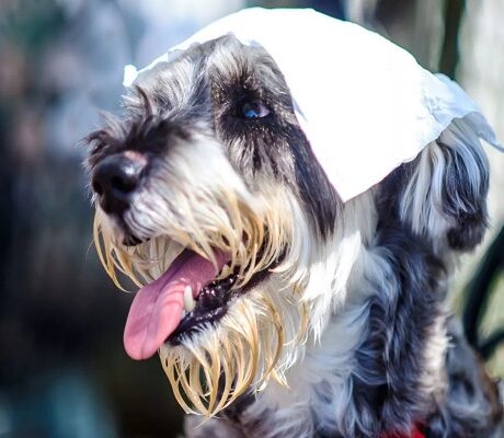 درمان گرمازدگی سگ در خانه