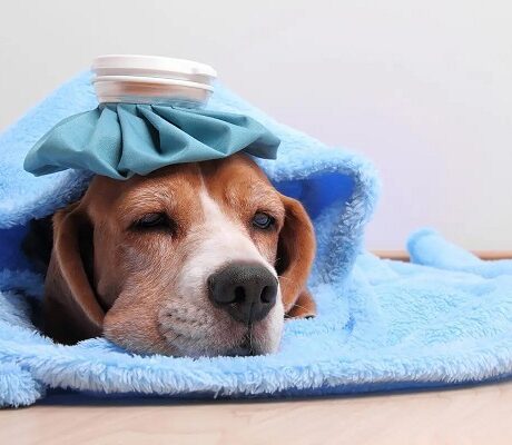 علائم تب در سگ