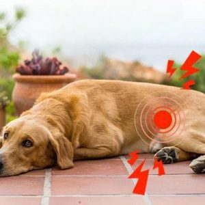 بیماری لایم در سگ