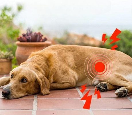 بیماری لایم در سگ